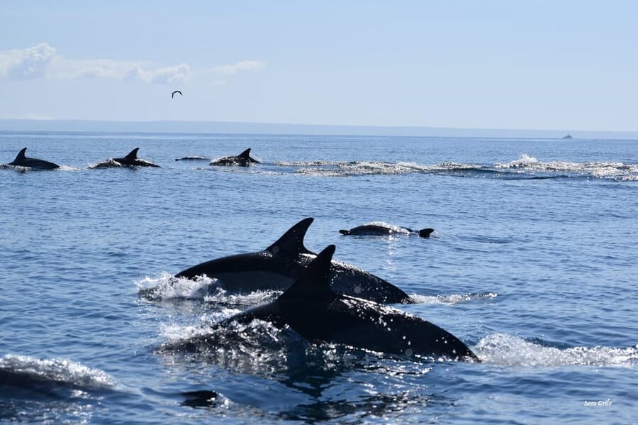 Cascais: Dolphin Watching Speedboat Tour - Meet João and Rui: The Crew Who Put Respect First