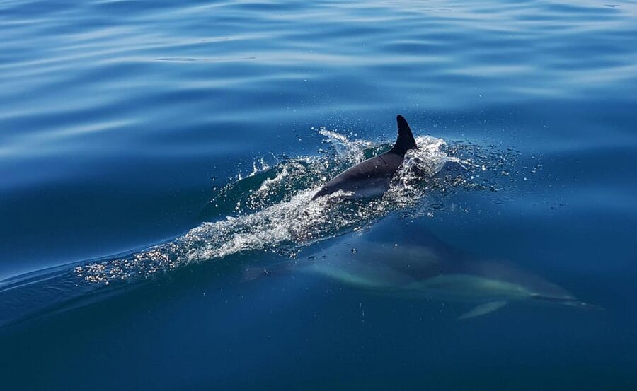 Cascais: Dolphin Watching Speedboat Tour - Cost vs. Value for a Two-Hour Wildlife Speedboat