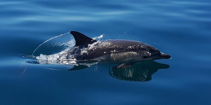 Cascais: Dolphin Watching Speedboat Tour - Bring a Windbreaker: What to Pack for Spray, Sun, and No Toilet