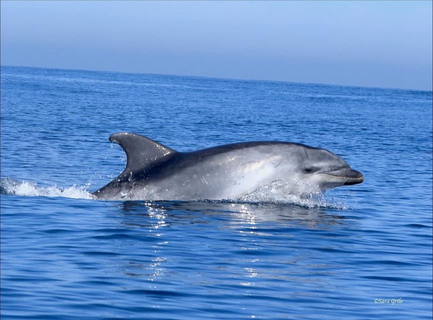 Cascais: Dolphin Watching Speedboat Tour - Best Time to Go: Morning Calm Helps You See More