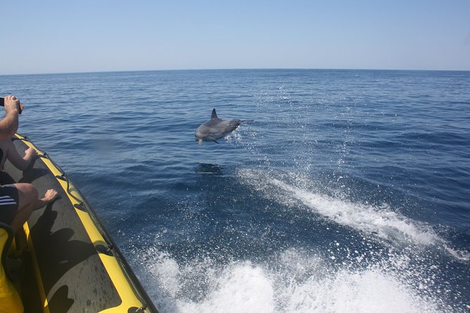 Caves and Dolphin Watching Cruise from Albufeira - A 2-hour Algarve outing that fits real vacation days
