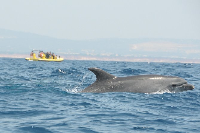 Caves and Dolphin Watching Cruise from Albufeira - Algar de Benagil: the cave moment, and the safety rules that shape it