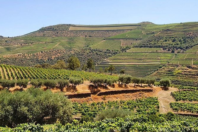 Complete Douro Valley Wine Tour with Lunch, Wine Tastings and River Cruise - Folgosa: Second Winery and a Last Round of Tasting