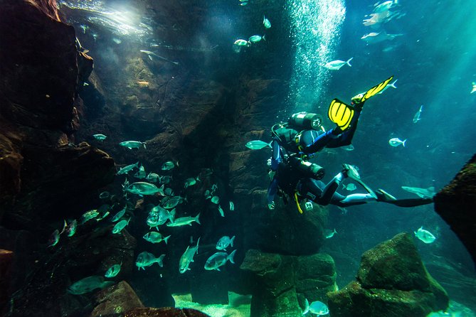 Diving in the Madeira Aquarium - The main tank moment: 6 meters down with sharks, rays, and morays