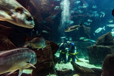 Diving in the Madeira Aquarium