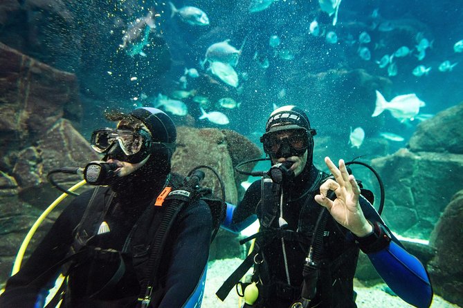 Diving in the Madeira Aquarium - The aquarium tour above water: more than just the tank