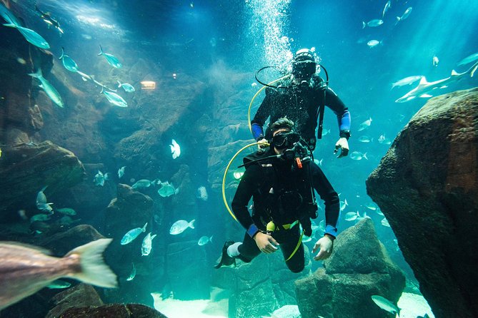 Diving in the Madeira Aquarium - Timing, location, and travel reality check (Porto Moniz from Funchal)