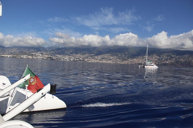 Dolphin and Whale Watching Catamaran Cruise from Funchal - Comfort on board: space, seating, and staying comfortable