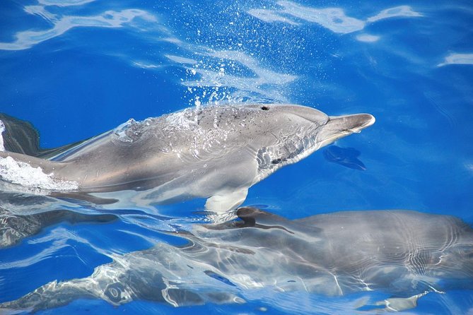 Dolphin and Whale Watching Catamaran Cruise from Funchal - Food, drinks, and the poncha factor