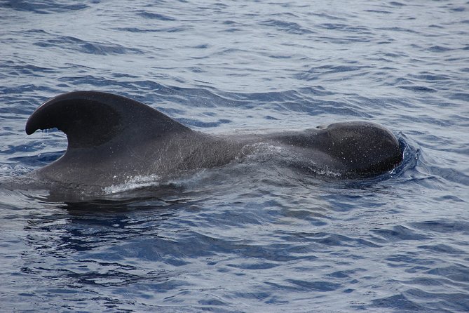 Dolphin and Whale Watching Catamaran Cruise from Funchal - When you do not see dolphins or whales: the free repeat