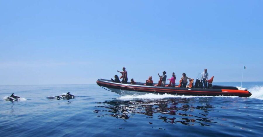 Dolphin Safari and Cave Tour in Vilamoura - Key highlights you’ll care about