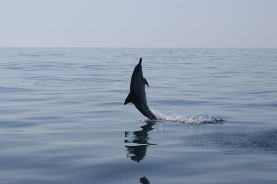 Dolphin Safari and Cave Tour in Vilamoura - Dolphin safari from Vilamoura: what this 2-hour combo trip really delivers