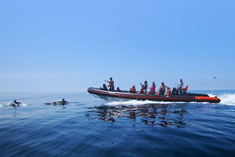 Dolphin Safari and Cave Tour in Vilamoura - Dolphins off the Algarve coast: what species to look for and how sightings work