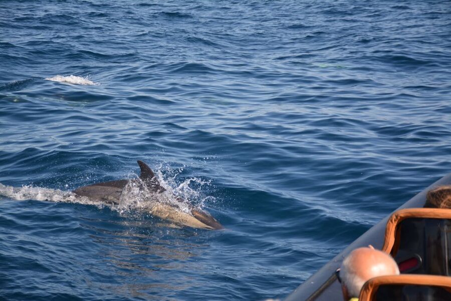 Dolphin Safari and Cave Tour in Vilamoura - The eco-minded approach: why respectful viewing matters on this route