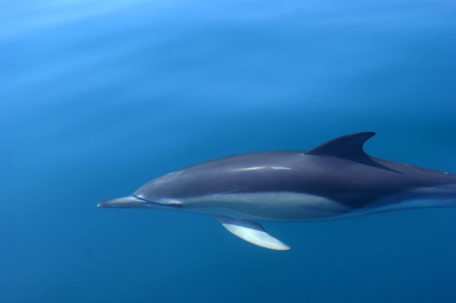 Dolphin Safari and Cave Tour in Vilamoura - After dolphins: caves and rock formations near Benagil, what you’ll see