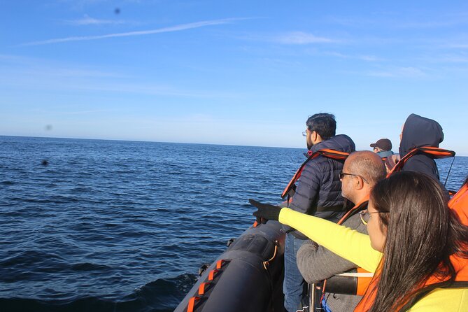 Dolphin Watching + 2 Islands Tour - From Faro - Ria Formosa channels to Cabo de Santa Maria: why this start matters