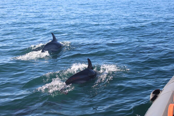 Dolphin Watching + 2 Islands Tour - From Faro - Ilha do Farol and Ilha Deserta: islands with different personalities