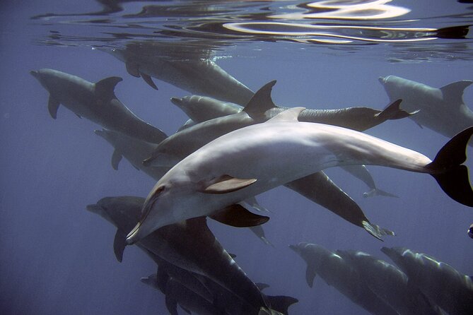 Dolphin Watching + 2 Islands Tour - From Faro - Barreta Island and the tide-fueled return to Faro