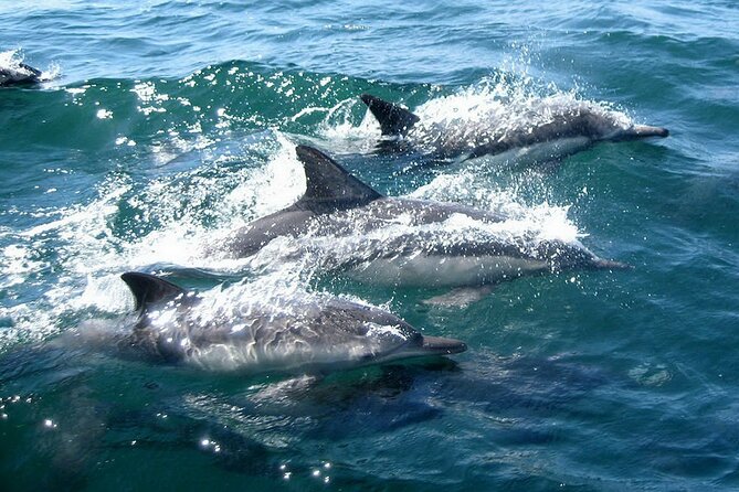 Dolphin Watching + 2 Islands Tour - From Faro - Price and what you get for $72.59 in 4 hours