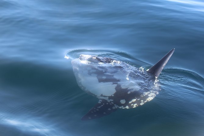 Dolphin Watching + 2 Islands Tour - From Faro - Should you book this Faro dolphin and 2-islands tour?