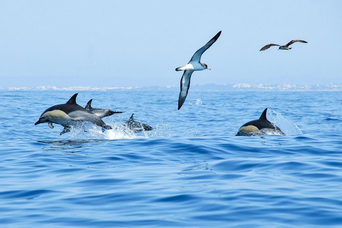 Dolphin Watching and Cave Boat Cruise from Albufeira - The guide’s role: how commentary helps you see more