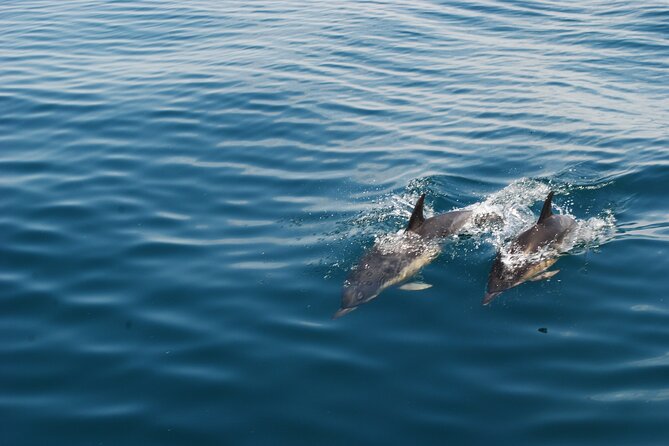 Dolphin Watching and Caves Cruise - How the 2.5-Hour Dolphin and Caves Plan Works in Albufeira