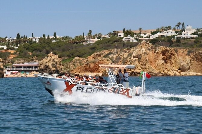 Dolphin Watching and Caves Cruise - Dolphins at Sea, Plus Other Wildlife Chances