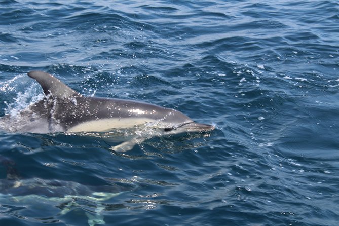 Dolphin Watching from Lagos with Marine Biologists - Where you start in Lagos: Bluefleet inside the train station