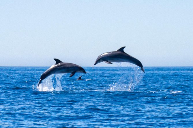 Dolphin Watching from Lagos with Marine Biologists - Marine biologists on board: what the commentary really adds