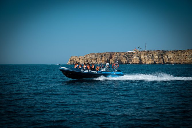 Dolphin Watching from Lagos with Marine Biologists - Price and value: $48.39 for a focused, small-boat wildlife trip