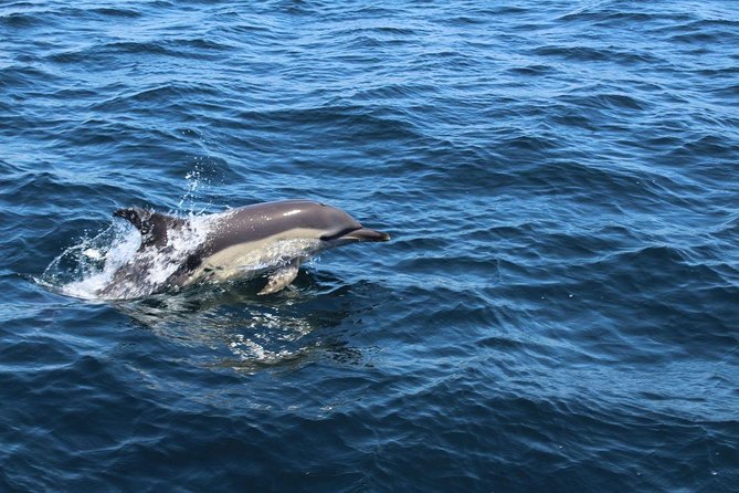 Dolphin Watching from Lagos with Marine Biologists - Practical tips so your trip goes smoothly