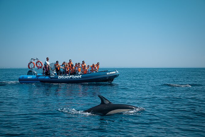 Dolphin Watching from Lagos with Marine Biologists - Should you book? My take