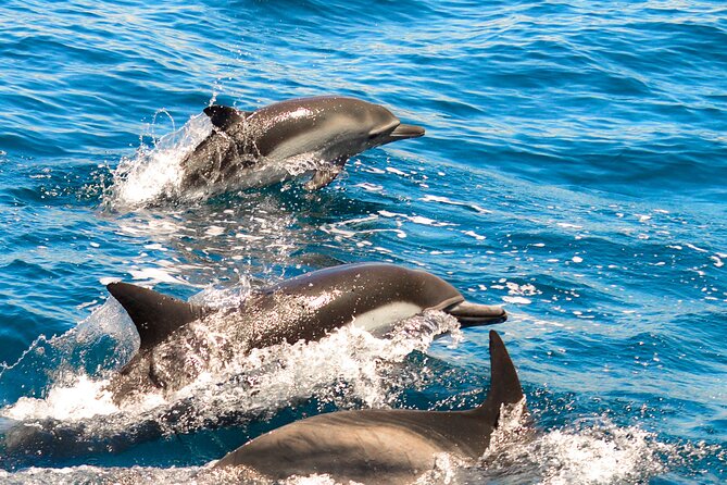 Dolphin-Watching in Marina de Lagos - Key things to know before you go