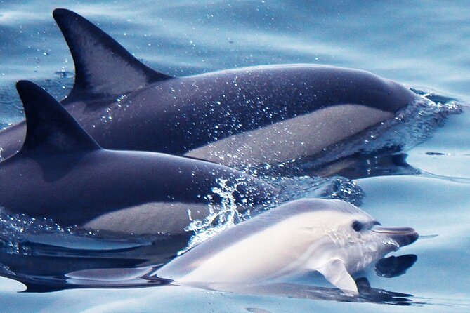 Dolphin-Watching in Marina de Lagos - Where you meet in Lagos, and why arriving early matters