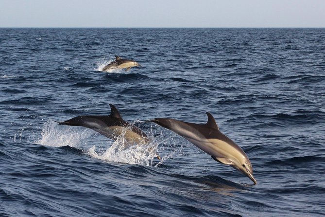 Dolphin-Watching in Marina de Lagos - How the skippers work, and why their dolphin respect shows