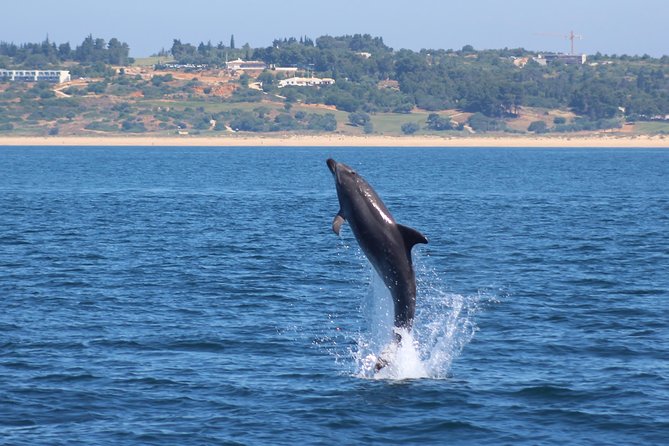 Dolphin-Watching in Marina de Lagos - The speedboat reality check: fun, fast, and sometimes bumpy
