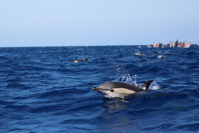 Dolphin-Watching in Marina de Lagos - What you’ll see: bottlenose and common dolphins, plus surprises