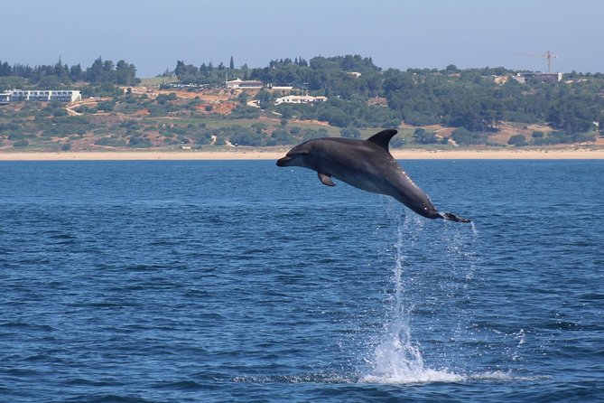 Dolphin-Watching in Marina de Lagos - Benagil caves nearby, without the pressure of a dedicated stop