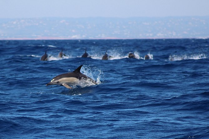 Dolphin-Watching in Marina de Lagos - Photos that actually work in motion
