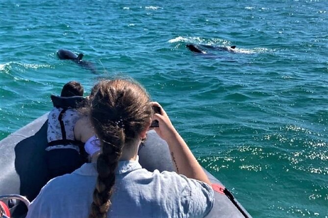 Dolphin watching in Setúbal - The dolphin part: what you can realistically expect
