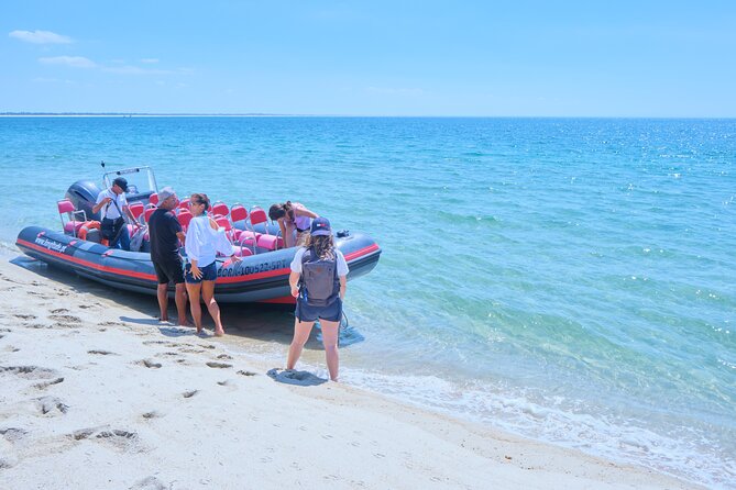 Dolphin watching in Setúbal - Who this fits best, and who might rethink it