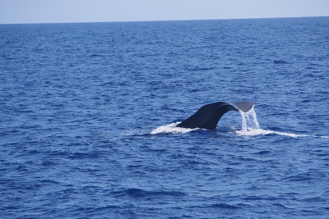 Dolphin - Whale - Turtle - Bird Watching - The 2-Hour Sea Safari Game Plan: Spotters, Pods, and Coastal Cruising