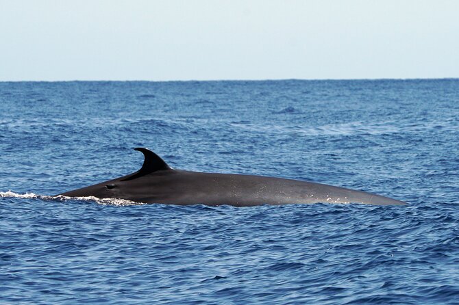 Dolphin - Whale - Turtle - Bird Watching - Who This Trip Fits Best (And Who Should Think Twice)