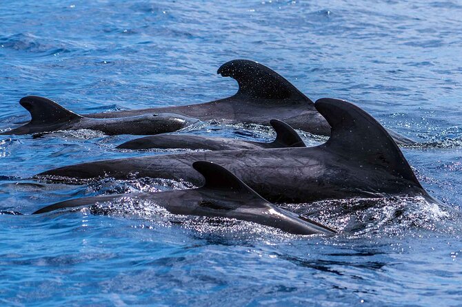Dolphin - Whale - Turtle - Bird Watching - Price and Value: Is $60.49 for 2 Hours a Good Deal?
