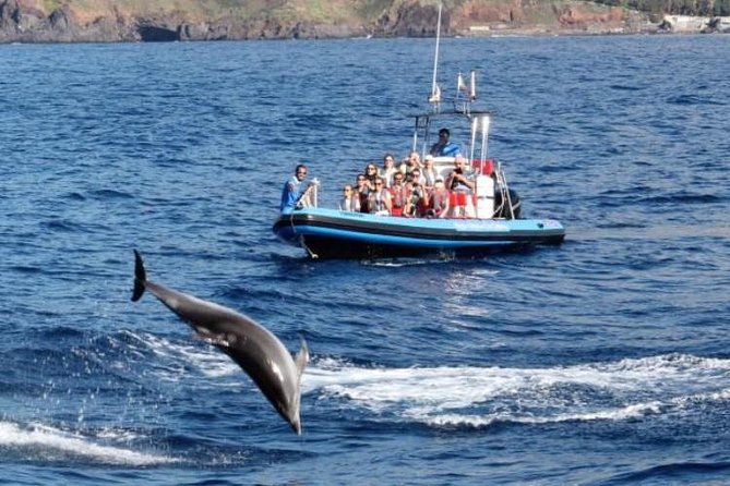 Dolphin - Whale - Turtle - Bird Watching - The Weather Reality, and How to Decide When to Book