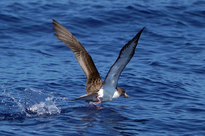Dolphin - Whale - Turtle - Bird Watching - My Take: Should You Book This Magic Dolphin Safari?