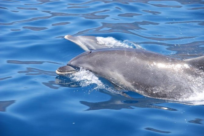 Dolphin - Whale - Turtle - Bird Watching - FAQ