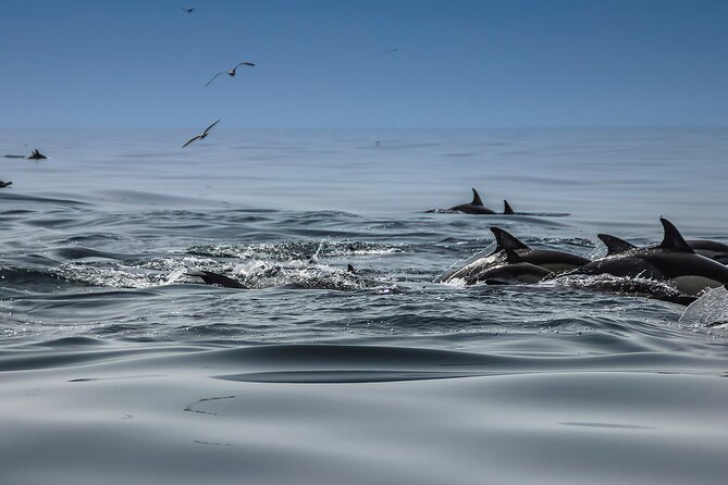 Dolphins & Benagil Caves with Biologist guide - Boat time from Parchal, then straight to the action