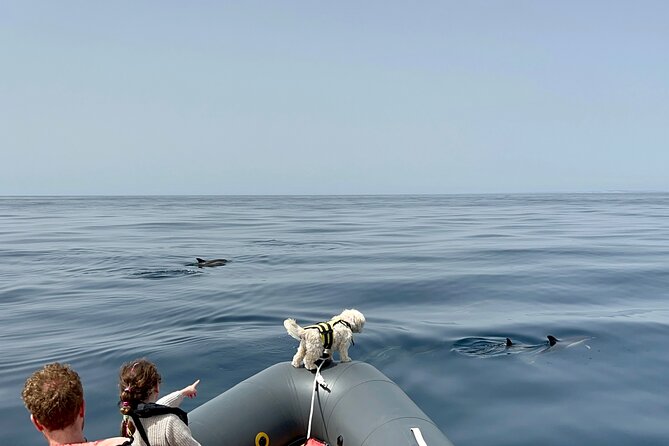 Dolphins & Benagil Caves with Biologist guide - Seeing Benagil: what Algar de Benagil feels like in motion