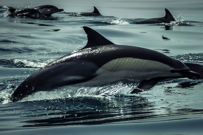 Dolphins & Benagil Caves with Biologist guide - Algar Seco and A Boneca: the coastline gets more dramatic